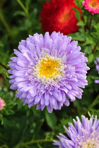 Piękny Kwiat Ogrodowy Callistephus Chinensis — Zdjęcie stockowe