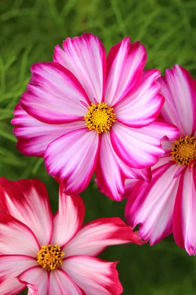 Piękny Ogród Kwiat Cosmos Bipinnatus — Zdjęcie stockowe