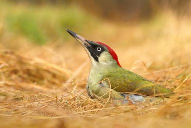 Avrupa 'nın yeşil ağaçkakanı Picus Viridis