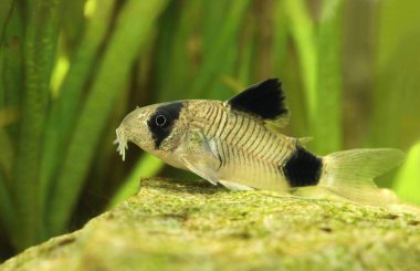 Çok tatlı küçük akvaryum balığı Corydoras panda