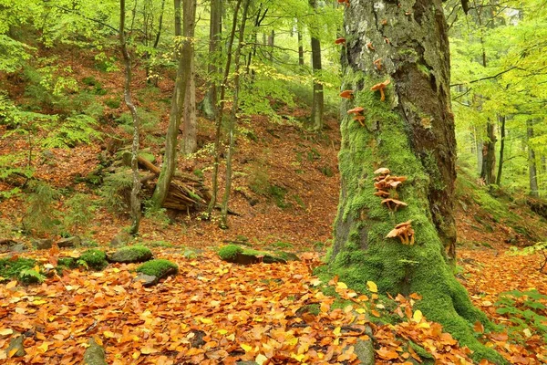 Осенний Ствол Дерева Большим Количеством Грибов — стоковое фото