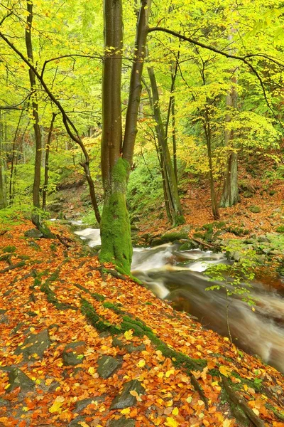 Podzimní Příroda Proudu — Stock fotografie