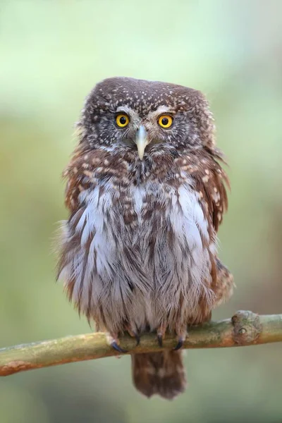 Adorável Eurasian Pigmy Owl Glaucidium Passerinum — Fotografia de Stock