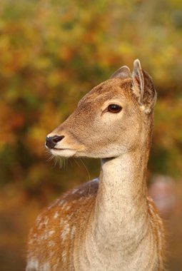 Sıradan bir geyik dişisi.