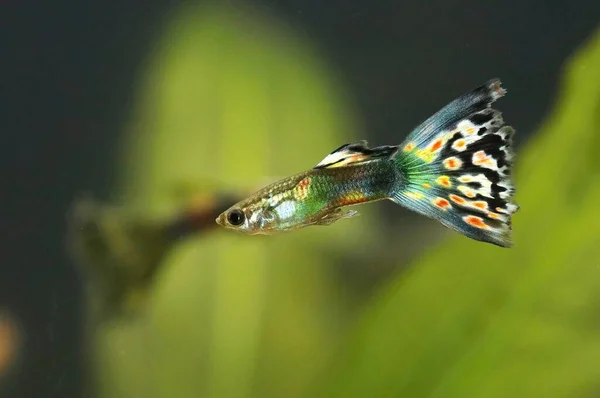Guppy Fish Poecilia Reticulata Male Aquarium — стоковое фото