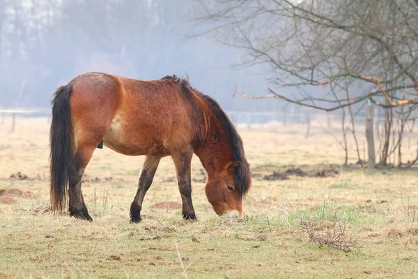 Brown Exmoor Pony Pasture — Stock fotografie