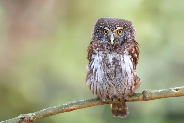 Sevimli Avrasya Pigme Baykuşu Glaucidium Passerinum — Stok fotoğraf