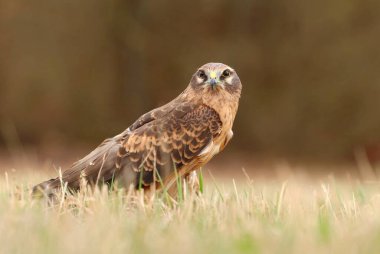 Montagu's harrier  Circus pygargus in Europe