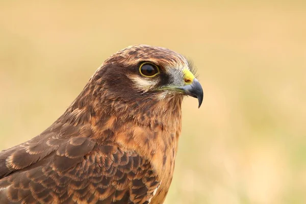 Harrier Circus Pygargus Του Montagu Στην Ευρώπη — Φωτογραφία Αρχείου