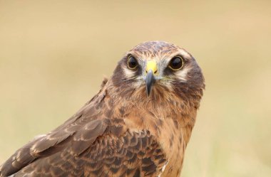 Montagu 'nun harrier Circus pygargus portresi