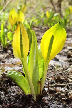 Bataklık feneri çiçeği Lysichiton americanus