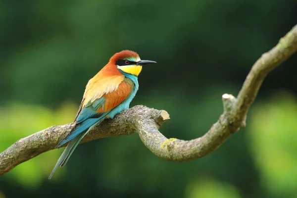 Schöne Kunterbunte Europäische Bienenfresser Merops Apiaster — Stockfoto