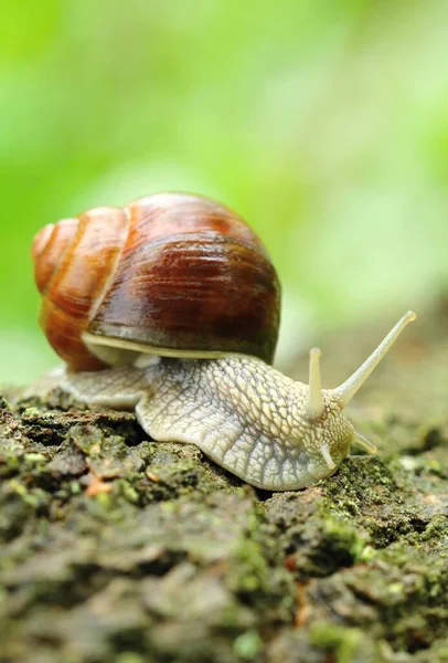 Римская Улитка Helix Pomatia — стоковое фото