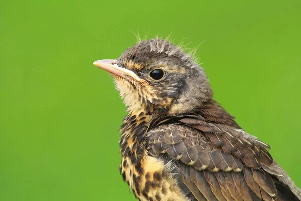 Baby Fieldfare Turdus Pilaris — Stock Photo, Image