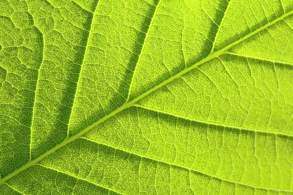 Macro Folha Verde Primavera — Fotografia de Stock