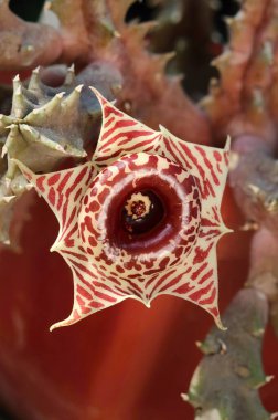 Huernia Zebrina 'nın çok ilginç bir çiçeği.