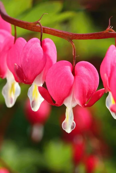 Très Belle Fleur Coeur Dicentra Spectabilis — Photo