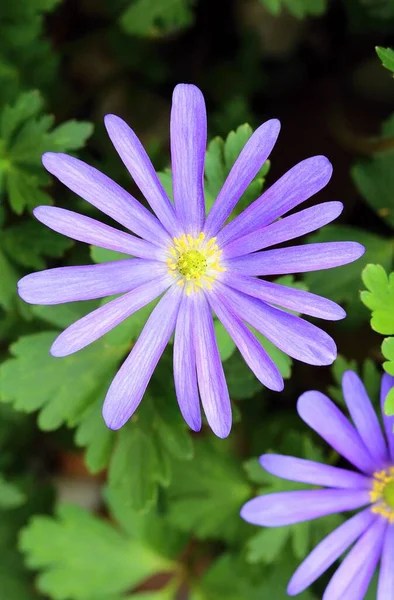 Fioletowy Kwiat Wiatrów Anemon Blanda Rozkwicie — Zdjęcie stockowe