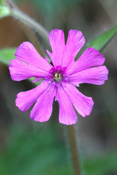 Detalj Rosa Blomma Silene Dioica — Stockfoto