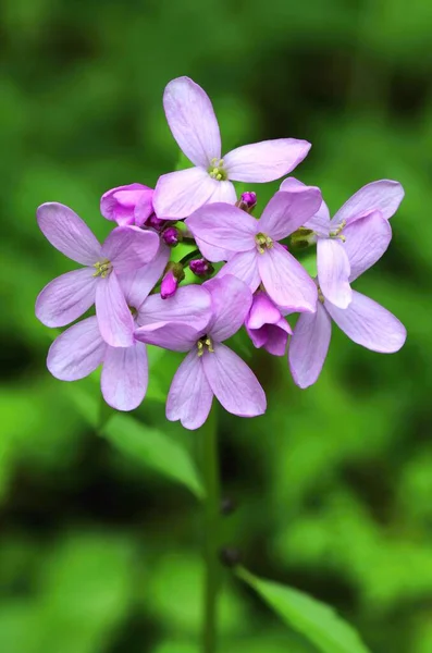 Fioletowy Korzeń Korala Kwiat Dentaria Bulbifera — Zdjęcie stockowe