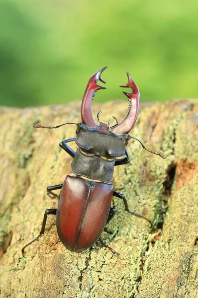 Beautiful Rare European Stag Beetle Lucanus Cervus — Stock Photo, Image