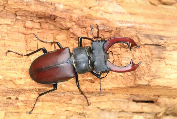 Beautiful Rare European Stag Beetle Lucanus Cervus — Photo