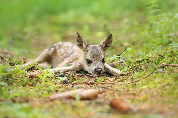 Adorable Roe Deer Fawn Forest — Stock Photo, Image