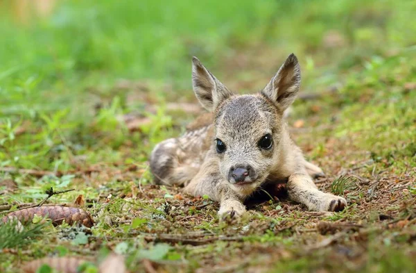 Adorable Roe Deer Fawn Forest — Photo