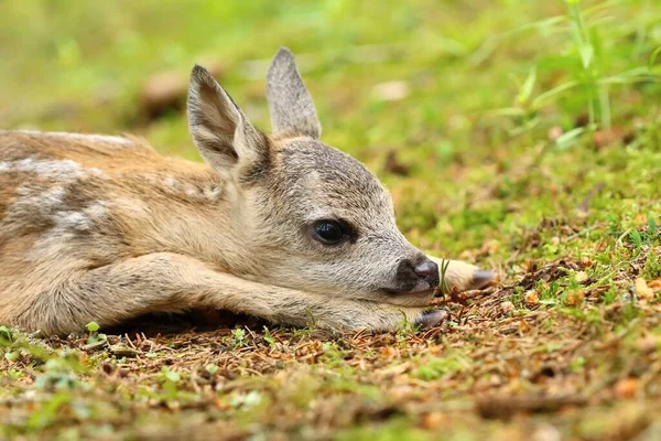 Adorable Roe Deer Fawn Forest — Foto Stock