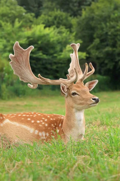 Beautiful European Fallow Deer Male — Fotografia de Stock