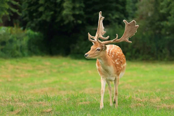 Beautiful European Fallow Deer Male — Stockfoto