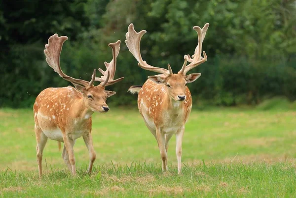 Beautiful European Fallow Deer Male — Zdjęcie stockowe