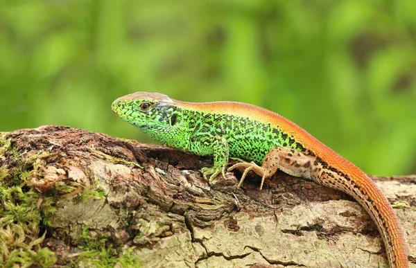 European Sand Lizard Green Male — Zdjęcie stockowe