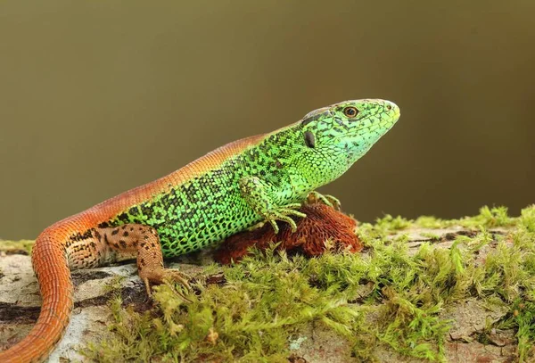 European Sand Lizard Green Male — Fotografia de Stock