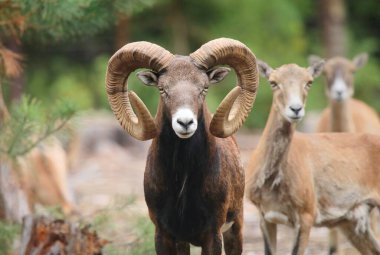Beautiful majestic european mouflon ram