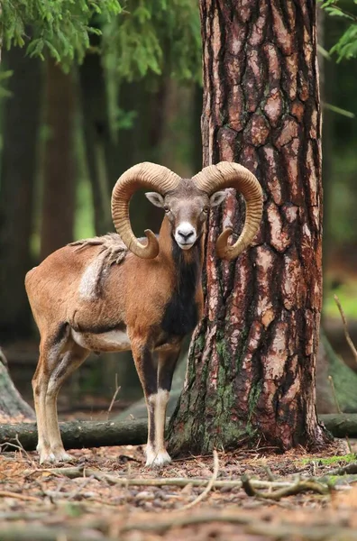 Beautiful Majestic European Mouflon Ram — Stok fotoğraf