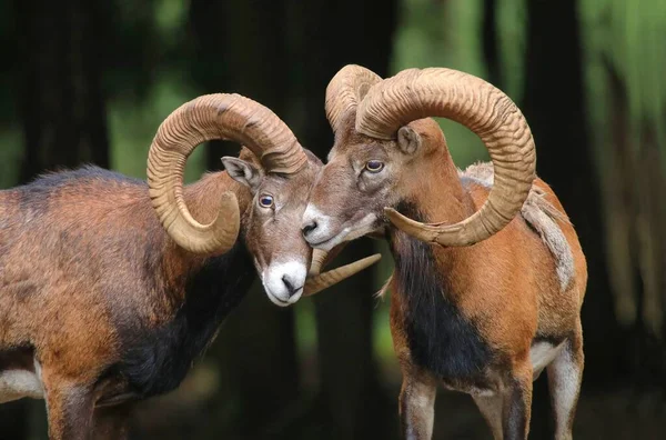 Two Majestic European Mouflon Rams Summer — Fotografia de Stock