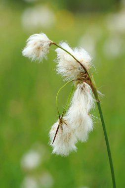 Islak çayırda yaygın pamuk otu