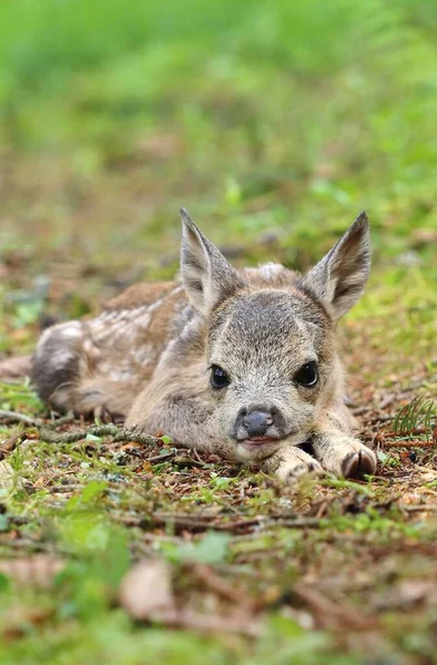 Zeer Schattige Euraziatische Reeën Baby — Stockfoto