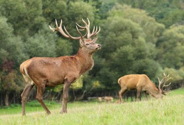 Rut sırasında görkemli kızıl geyik geyiği
