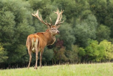 Rut sırasında görkemli kızıl geyik geyiği