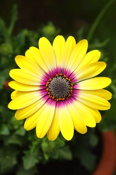 Jemná Žlutá Květina Květu — Stock fotografie