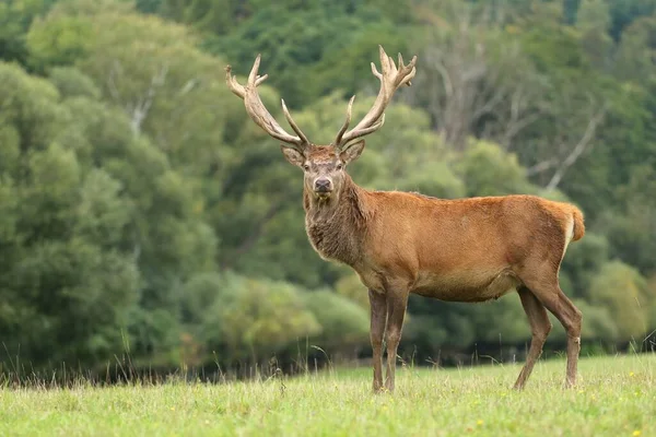Majestic Red Deer Stag Rut — Stock Photo, Image