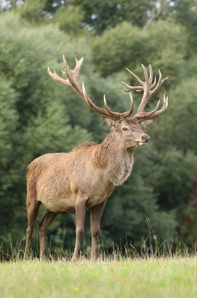 Cerf Rouge Majestueux Pendant Ornière — Photo