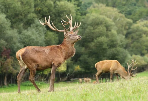 Cerf Rouge Majestueux Pendant Ornière — Photo