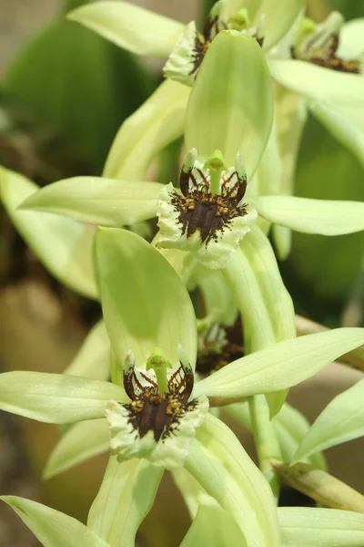 Orhidee Tropicale Exotice Grădină Botanică — Fotografie, imagine de stoc
