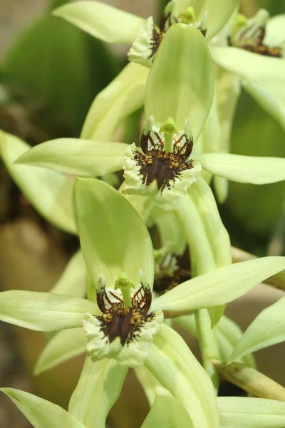 Egzotyczna Tropikalna Orchidea Ogrodzie Botanicznym — Zdjęcie stockowe