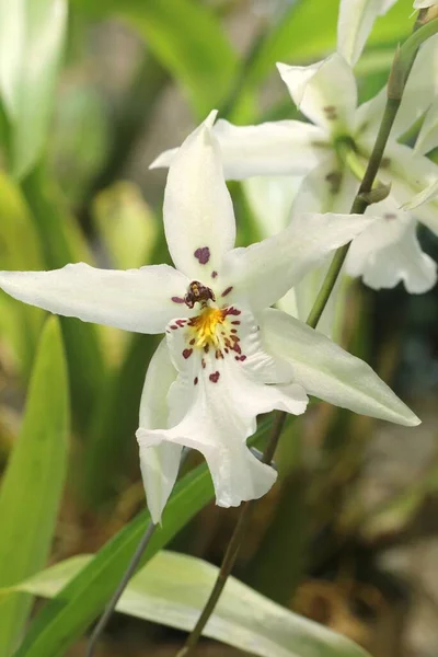 Orhidee Tropicale Exotice Grădină Botanică — Fotografie, imagine de stoc