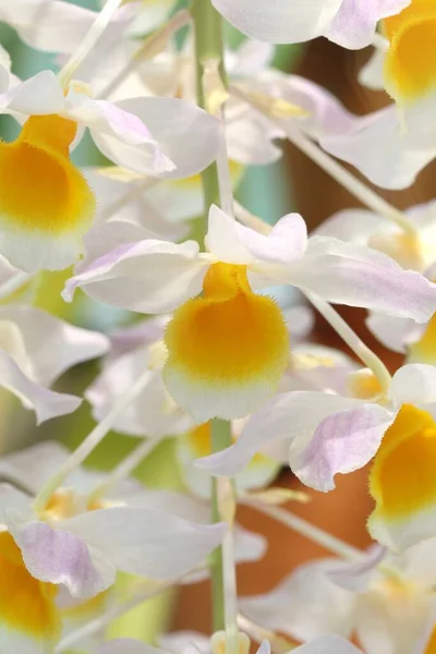 Exotische Tropische Orchidee Botanischen Garten — Stockfoto