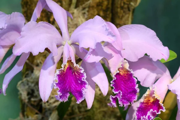 Exotische Tropische Orchidee Botanischen Garten — Stockfoto